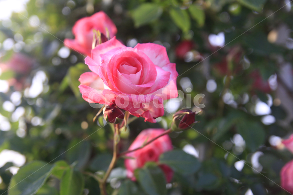 장미,장미배경,꽃,꽃배경,꽃사진,장미사진,식물,자연,장미축제,장미공원,plants,nature,flower,rose,식물,자연,plants,nature,꽃,flower