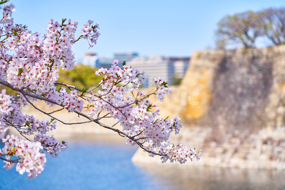 일본,오사카,벚꽃,봄,교토,spring,봄,계절,spring,season,해외,외국,세계,foreign,oversea,world,식물,자연,plants,nature,꽃,flower,plant,blossom