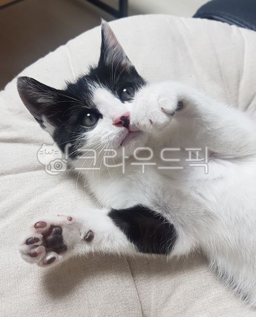 Korean Shorthair,dog cat,Nyanjup,Lap cat,milk cow,Kitten