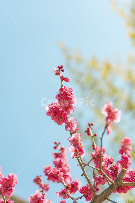봄,매화,홍매화,파란하늘,하늘,봄꽃,계절,꽃,나무,나뭇가지,자연,식물,plant,pink,flower,봄,계절,spring,season