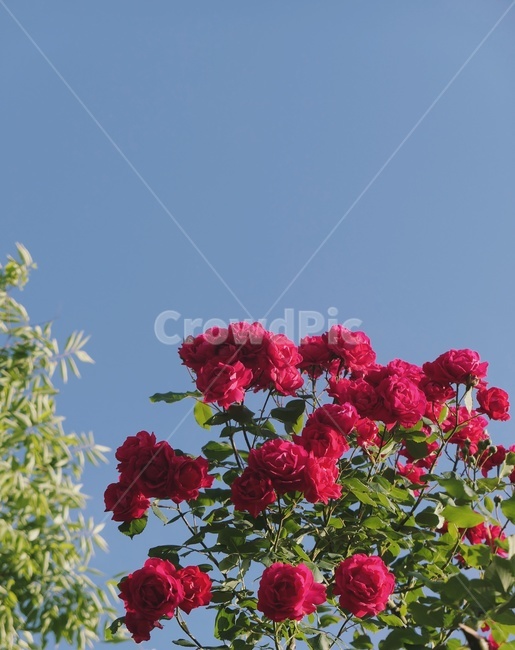 flower,꽃,장미,장미꽃,rose,빨간장미