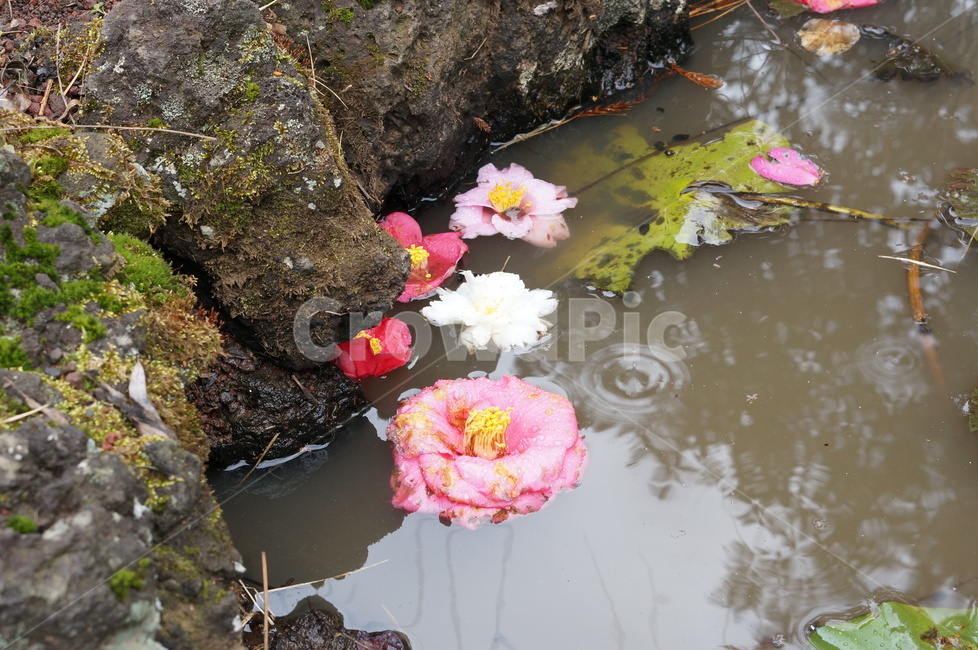 동백꽃,연못,동백,pond,낙화,camellia