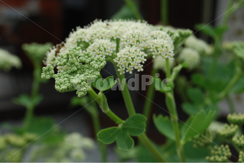꽃,식물,야생화,자연,땅,식물,자연,plants,nature,꽃,flower