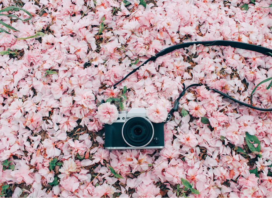꽃,봄,카메라,벚꽃,감성,출사,꽃잎,봄,계절,spring,season,사진작가,포토그래퍼,photographer,사물,물건,오브젝트,thing,object,matter,blossom,cherry blossom,plant,식물,flower,petal