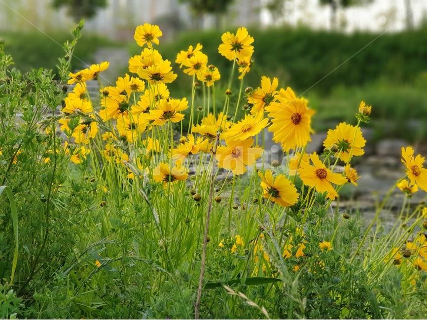 금계국,노랑,아침,봄,풍경,식물,자연,plants,nature,꽃,flower
