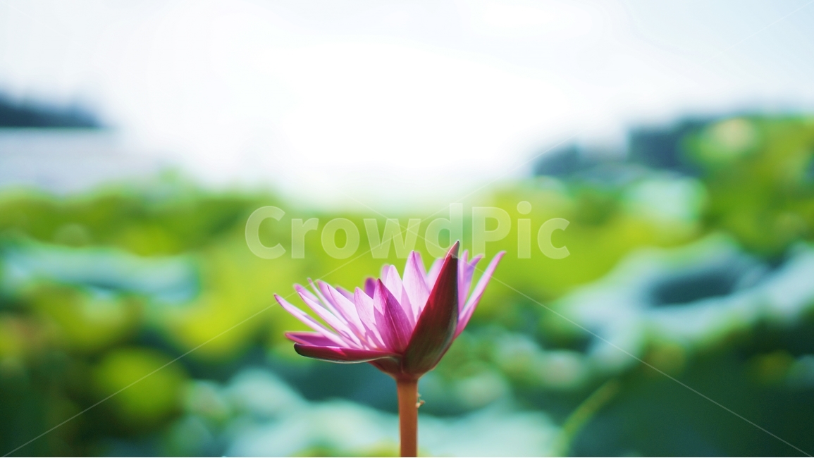 연꽃,flower,여름,하늘,green,식물,자연,plants,nature,꽃,flower