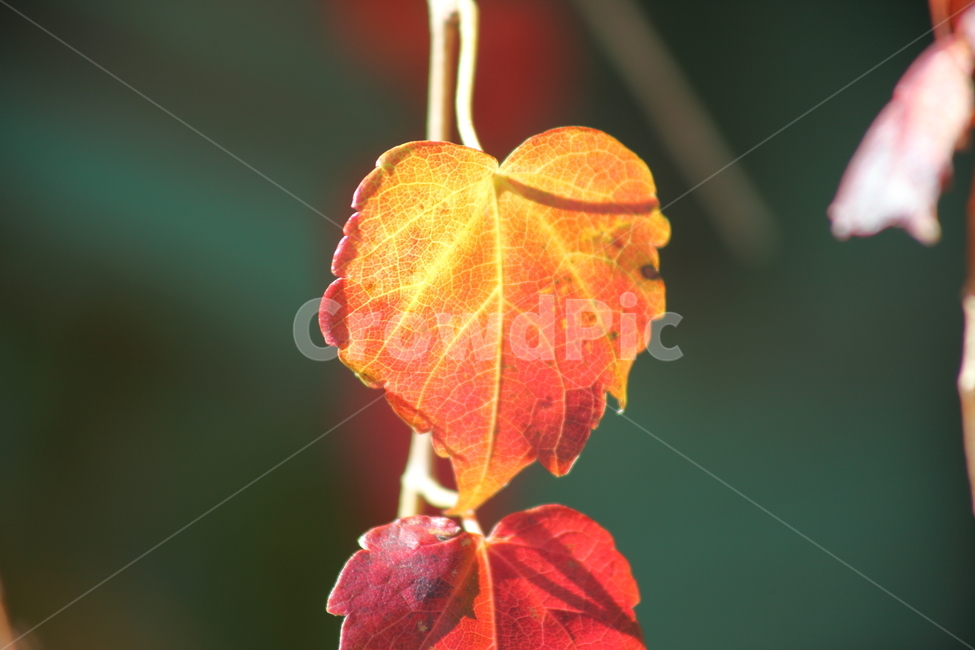 단풍,담쟁이,식물,가을,redleaves,Bostonivy,가을,계절,fall,autumn,season,veins,정맥,leaf,잎,plant