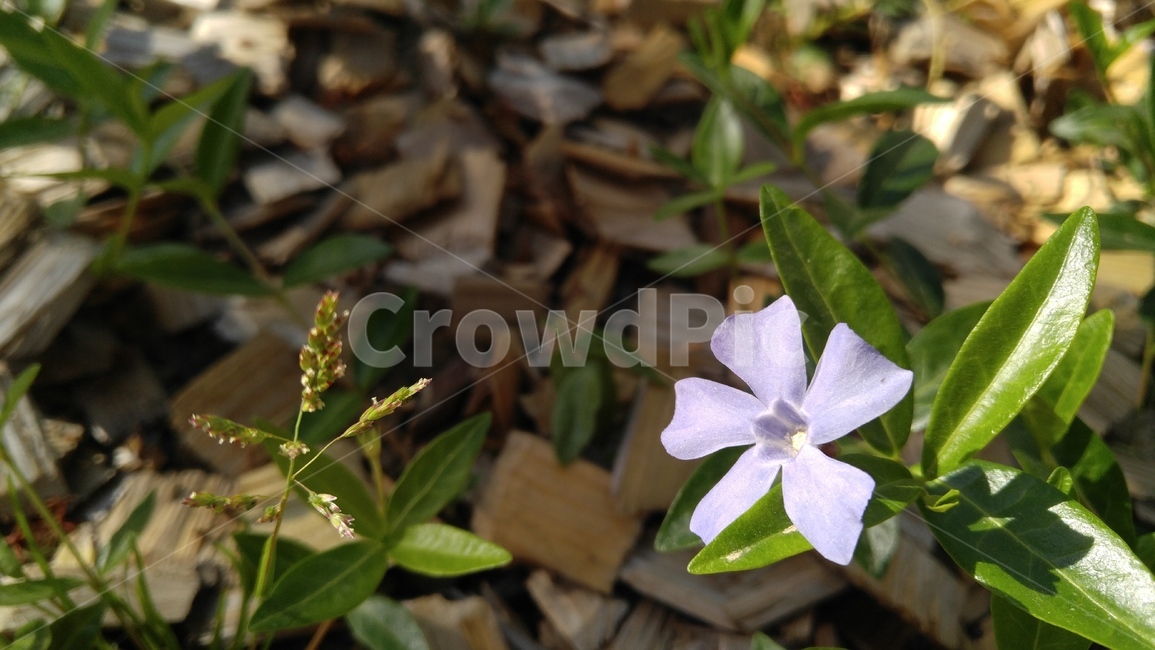 꽃,연보라,식물,녹색,계절,갈색,배경,감성,flower,alightpurple,bloom,bright,plant,green,season,background,emotional