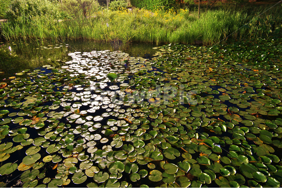 수련,연,식물,호수,호수공원,일산,자연,자연,풍경,nature,landscape,land,땅,outdoors,옥외,water,물