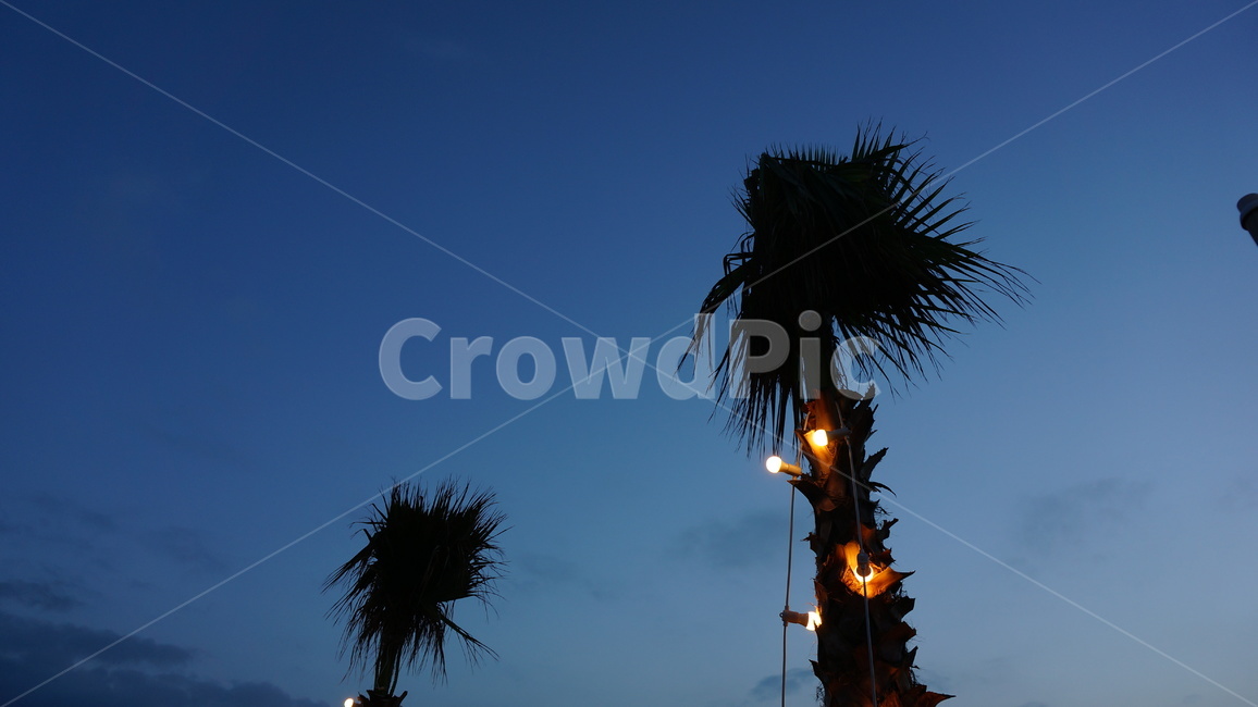 밤하늘,야자수,전구,야외,밤,여름,여름밤,palmtree,tree,나무,하늘,장식,구름,sky,nightsky,night,cloud,light,oudoors,바닷가,summer,summernight,뾰족뾰족,그림자,역광,shadow,backlight