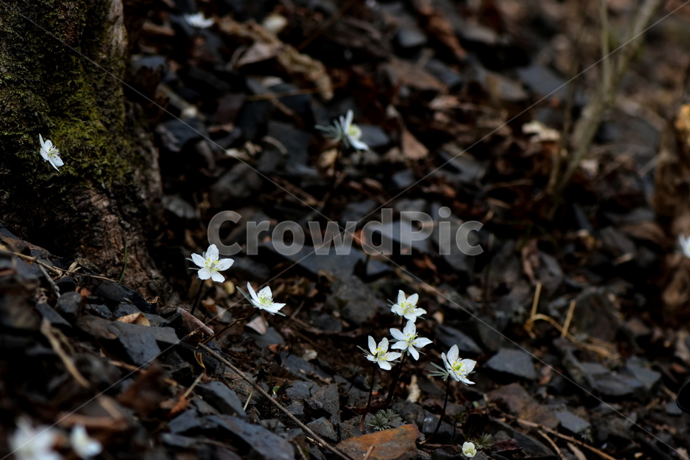 변산바람꽃,야생화,봄,꽃,흰색,자연,식물,식생,봄의전령사,풀꽃,미나리아재비과,plants,nature,spring,season,flower,식물,자연,plants,nature,꽃,flower