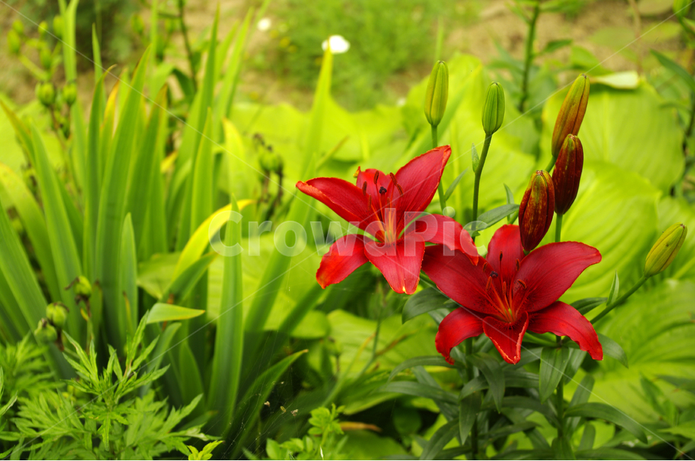 백합,꽃,식물,flower,color,nature,자연,식물원,식물,자연,plants,nature,꽃,flower
