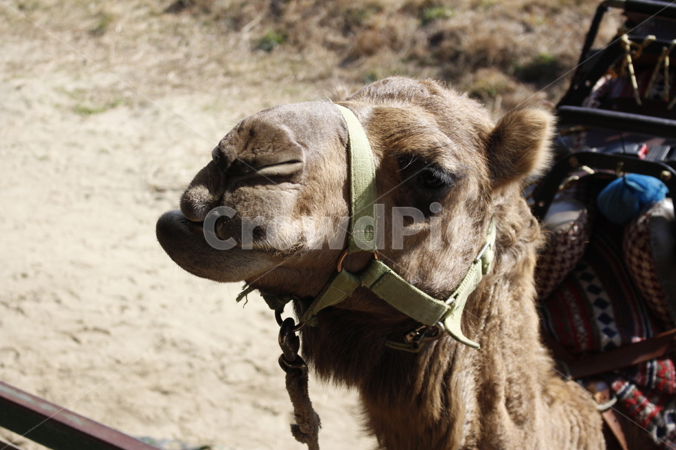낙타,관광,동물,탈것,camel,낙타타기,동물,animal,포유류,mammal