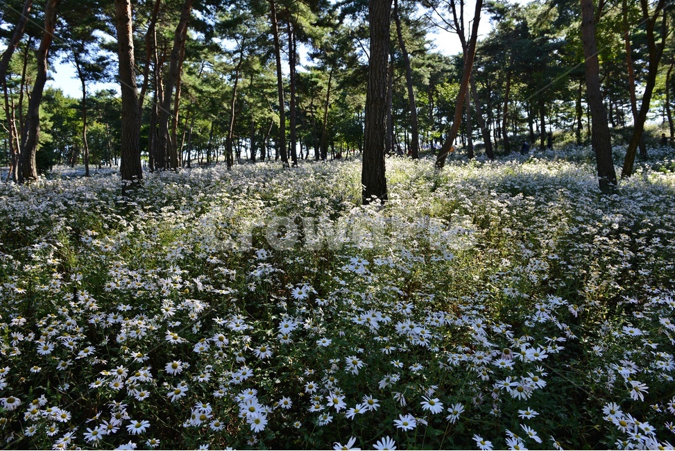 인간,human,person,사람,outdoors,옥외,field,들,nature,자연,plant,식물,tree,나무,treetrunk,나무줄기,정읍,국절초공원,구절초,구절초꽃