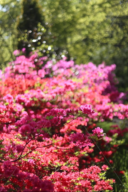 영산홍,수목원,핑크핑크,봄,나무,꽃,풍경,초록,봄,계절,spring,season,식물,자연,plants,nature,꽃,flower,plant