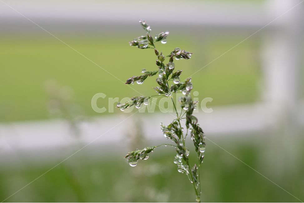 풀,물방울,풀잎,자연,waterdrop,natural,bladeofgrass,식물,자연,plants,nature,비,비오는날,rain,rainy