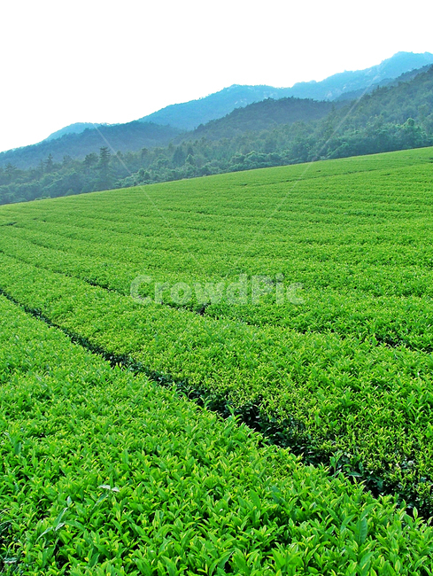 녹차밭,녹차,차,보성,전남,자연,차밭,자연,풍경,nature,landscape,field,들,outdoors,옥외