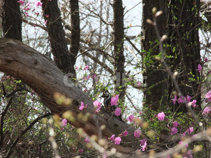 숲,봄,꽃,딱따구리,나무,봄,계절,spring,season,식물,자연,plants,nature,꽃,flower,동물,animal,조류,새,birds,plant