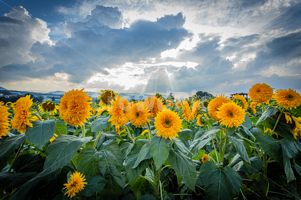 꽃,풍경,해바라기,식물,노랑,축제,식물,자연,plants,nature,꽃,flower