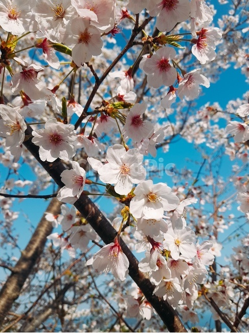 plant,식물,꽃,cherryblossom,outdoor,landscape,pink,blue,white,tree,blossom,벚꽃,파랑,핑크,하양,분홍,풍경,야외,외출,하늘,꽃잎