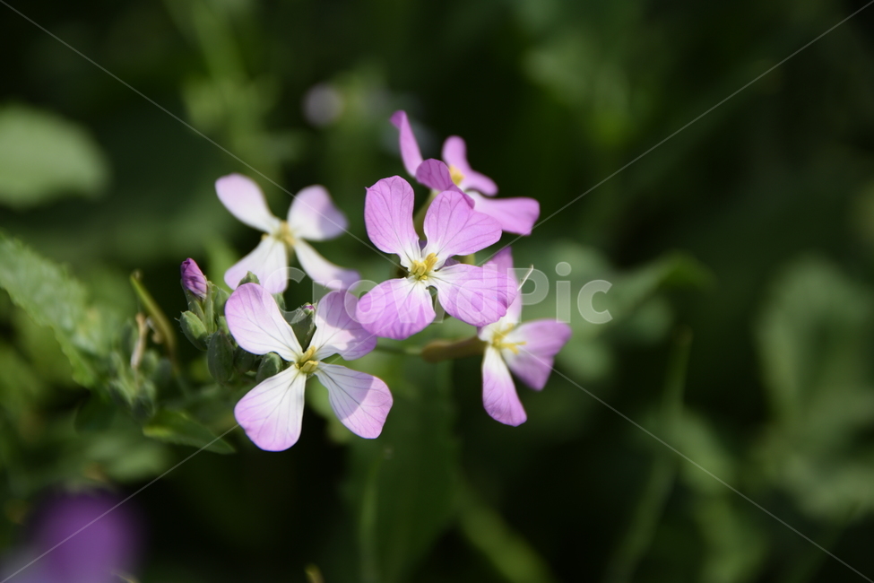 꽃,무꽃,분홍,숲,풀,자연,flower,pink,forest,grass,nautre,식물,자연,plants,nature,꽃,flower