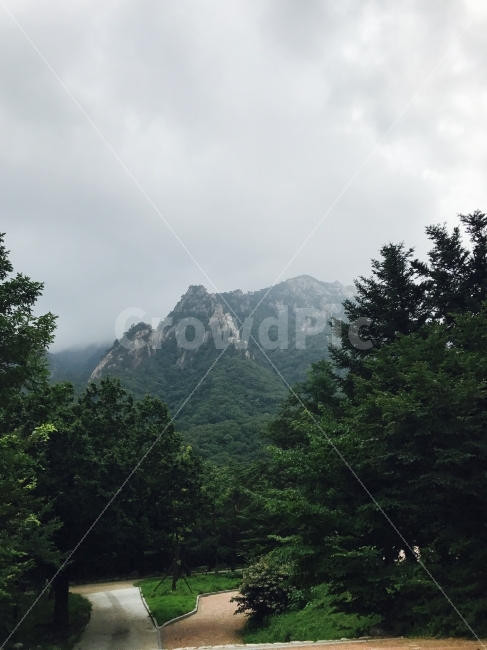 설악산,산,여행,하늘,숲,나무,강원도,등산,mountain,trip,sky,forest,tree,자연,풍경,nature,landscape,여름,계절,summer,season,fir,전나무,plant,식물