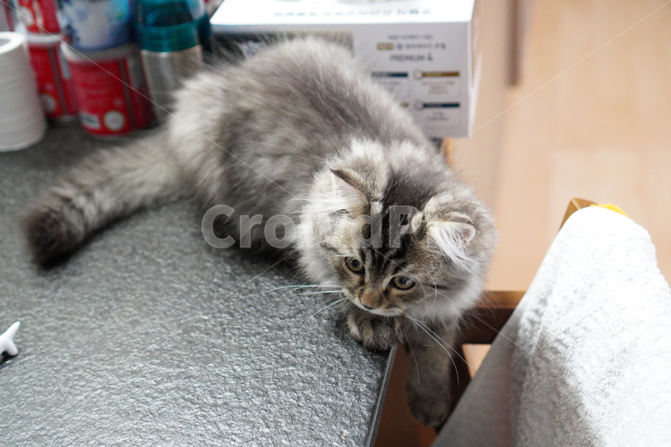 고양이,아기고양이,어린고양이,페르시안고양이,냥이,반려묘,동물,animal,포유류,mammal,고양이,cat,kitten,kitty