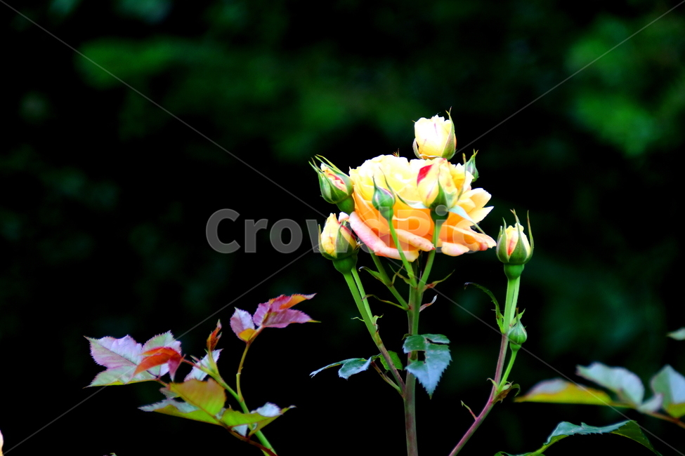 꽃,장미꽃,식물,봄,자연,식물,자연,plants,nature,꽃,flower