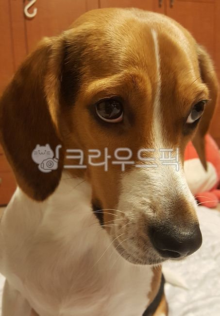 Its time to start,beagle face,Puppy expression,Puppy sullen,countdown,dogface,Pets,puppy,beagle,animal,Beagle look,puppy face,dog,dog face,pet