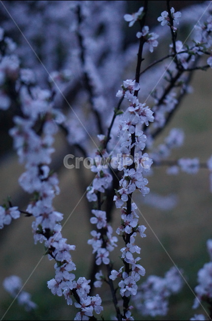 매화꽃,봄,밤,불빛,흰색,봄,계절,spring,season,야경,밤,풍경,nightscape,night,landscape,식물,자연,plants,nature,꽃,flower,비,비오는날,rain,rainy,plant,blossom