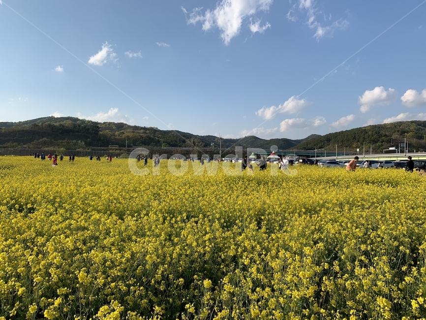 유채꽃,유채꽃밭,꽃놀이,꽃축제,축제,봄,노란색,하늘,봄날씨,구름,데이트,꽃밭