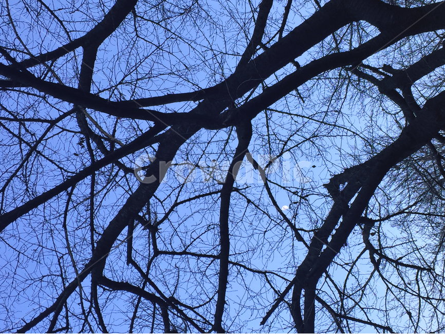 나무,하늘,풍경,배경,감성,식물,자연,plants,nature,나무,trees,wood