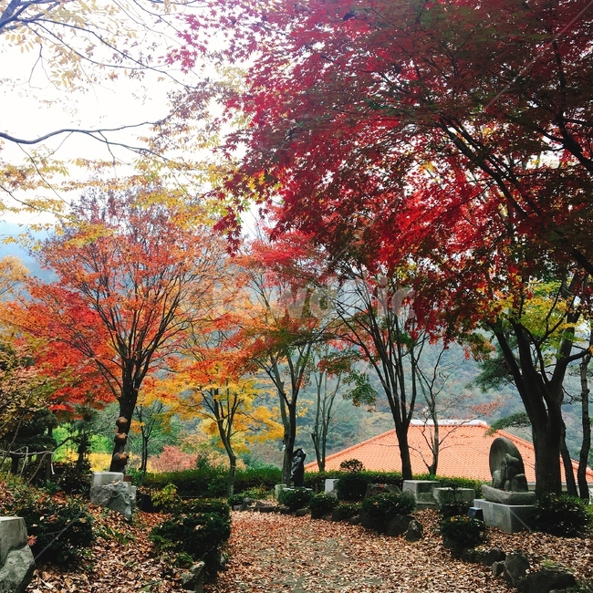 단풍,maple,나무,식물,가을,tree,plant,fall,autumn,autumncolors,길,nature,자연