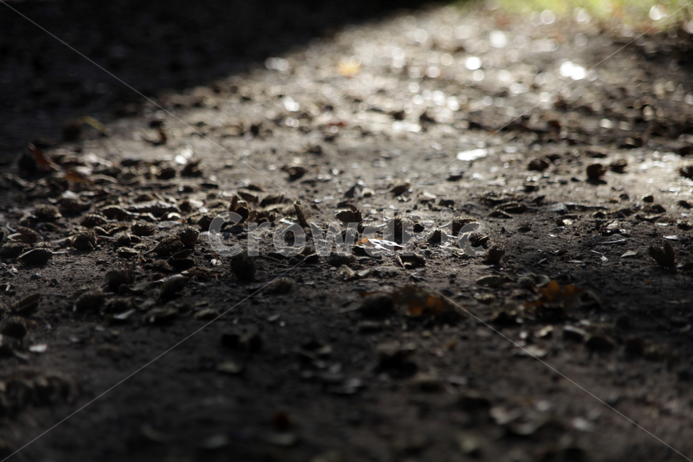 땅,자갈밭,길,지면,가을길,가을,그림자,햇살,자연,풍경,nature,landscape,ground,바닥,asphalt,아스팔트,road,도로,dirt road,흙길,gravel,자갈
