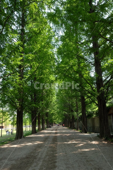 나무,숲,숲길,자연,풍경,nature,green,tree,초록