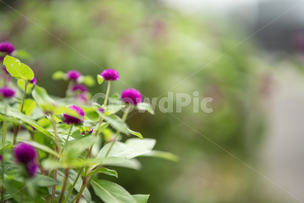 꽃,식물,plant,botanical,flower,식물,자연,plants,nature,꽃,flower