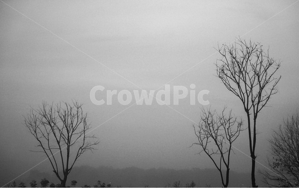 나무,자연,여명,하늘,식물,감성,가을,11월,자연,풍경,nature,landscape,식물,plants,나무,trees,wood,흑백,모노톤,monochrome,black and white,weather,날씨,fog,안개,outdoors,옥외