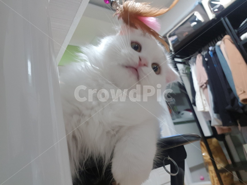 고양이,장모고양이,하일랜드폴드,폴드,cat