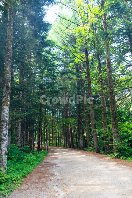 소나무,소나무길,오대산,환경,삼림지,공원,나무,숲,자연,풍경,nature,landscape,path,통로