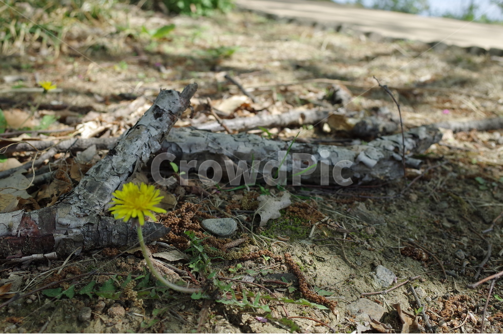 민들레,꽃,나무,흙,봄,식물,자연,plants,nature,꽃,flower,나무,trees,wood