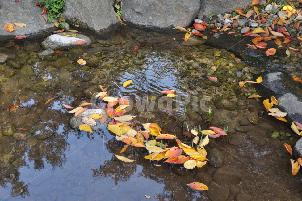 가을,감성,단풍,낙옆,고인물,가을,계절,fall,autumn,season,water,물,outdoors,옥외