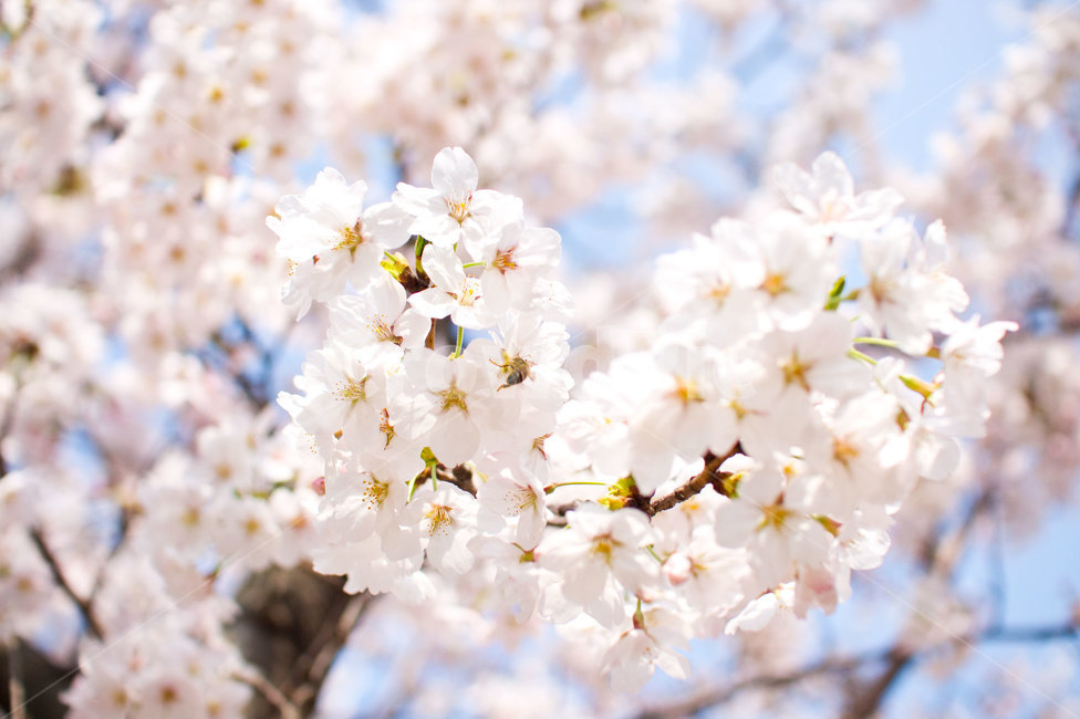 벚꽃,봄,봄꽃,꽃,핑크꽃,식물,식물,자연,plants,nature,꽃,flower