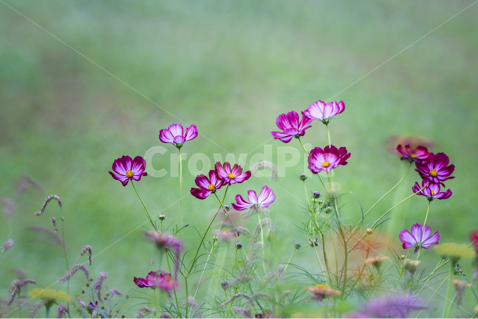 가을,코스모스,감성,화려함,꽃,가을,계절,fall,autumn,season,식물,자연,plants,nature,꽃,flower,geranium,제라늄,plant,blossom