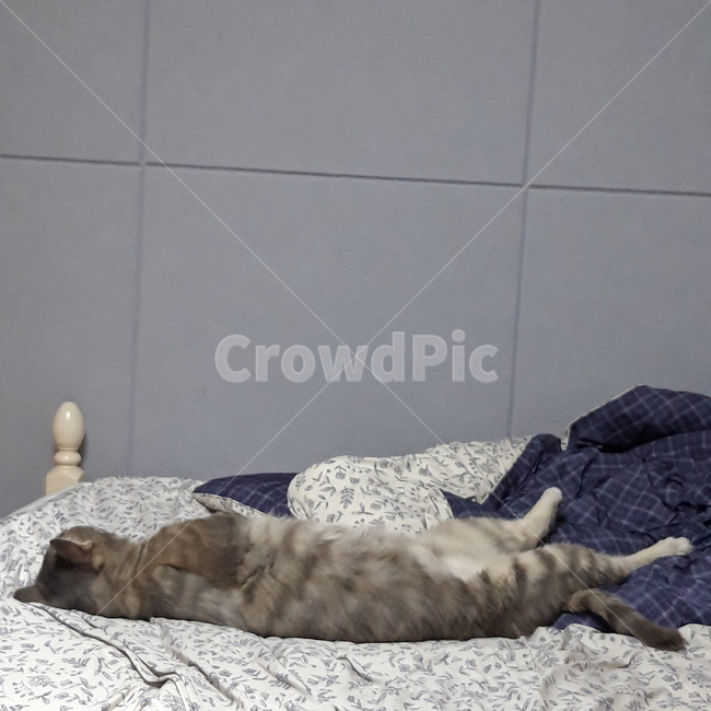 고양이,집고양이,반려묘,반려동물,귀여움,cat,cute,pet
