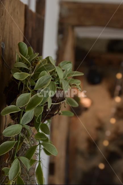 화분,보케,장식,인테리어,풀,배경사진,식물,자연,plants,nature,실내용화초,화분,화초,house plant,인테리어,실내디자인,interior design