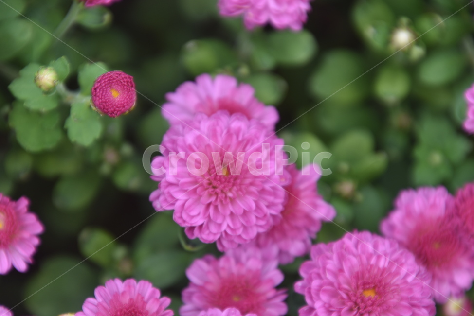 plant,식물,꽃,수목원,flower,식물,자연,plants,nature,꽃,flower