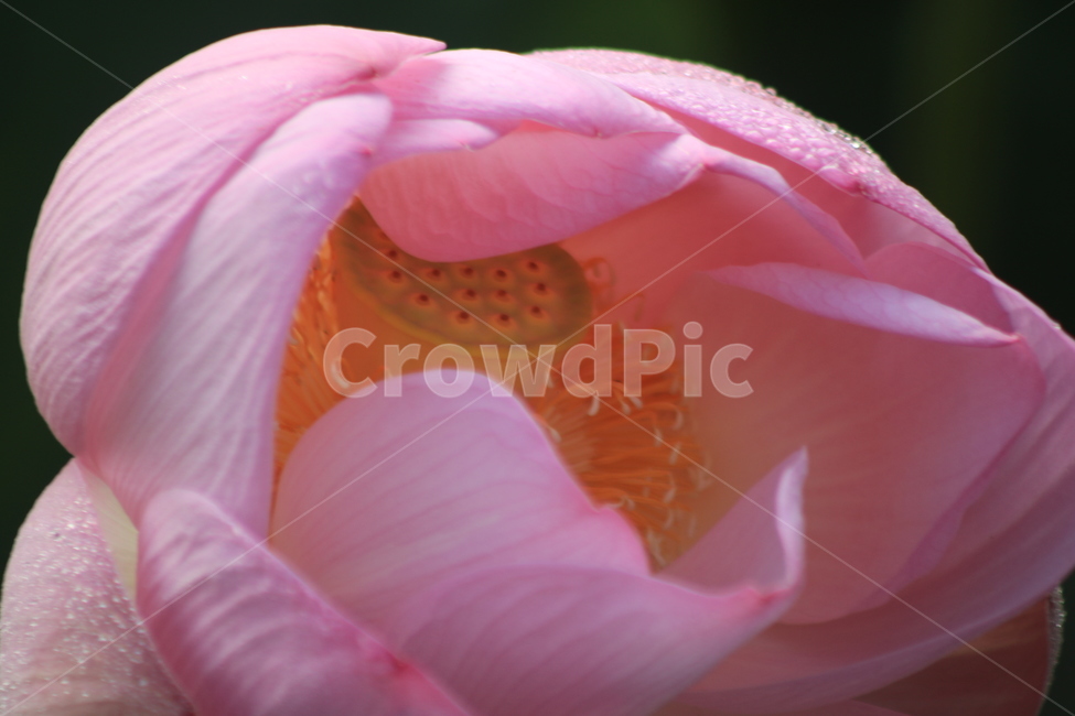 연꽃,flower,꽃,plant,식물,줌,꽃,flower