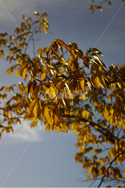 나무,잎,단풍,구름,하늘,식물,가을,가을,계절,fall,autumn,season,식물,자연,plants,nature,나무,trees,wood,leaf,plant