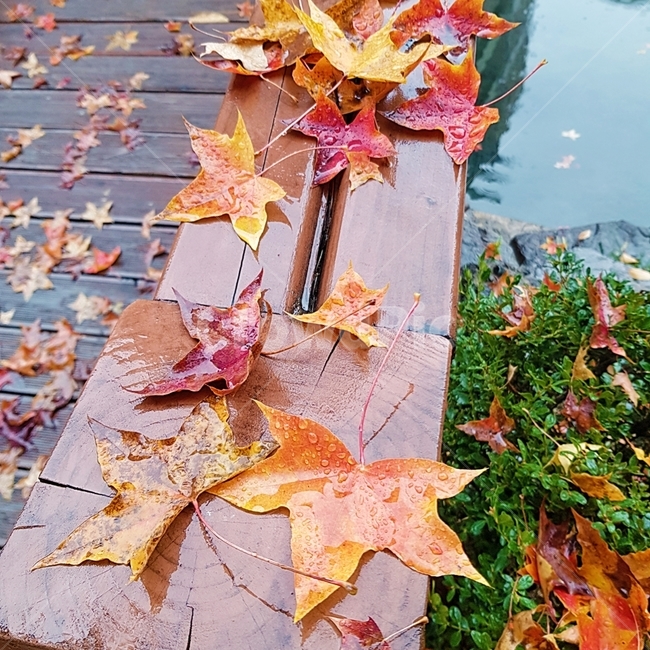 낙엽,비,가을,단풍,메이플,maple,rain,fall,가을,계절,fall,autumn,season,자연,풍경,nature,landscape,비,비오는날,rain,rainy,plant,식물,leaf,잎,tree,나무,maple leaf,단풍잎