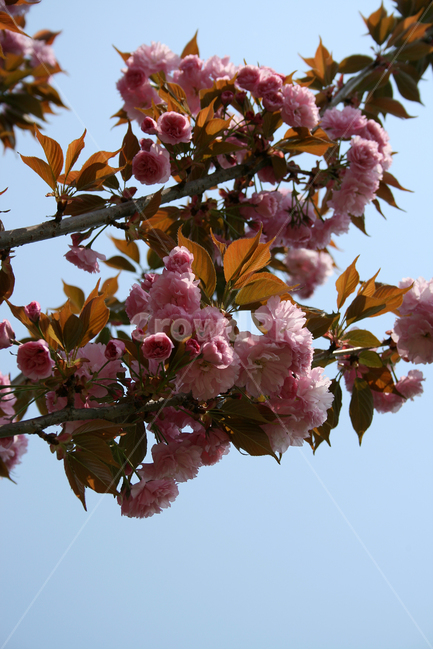 겹벚꽃,벚꽃,왕벚꽃,봄,봄날,봄풍경,감성,spring,flower,공원,풍경,식물,새싹,잎,초록,꽃,분홍색,봄,계절,spring,season,식물,자연,plants,nature,꽃,flower,plant,blossom